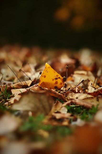 是西蒙斯还 是西蒙斯还